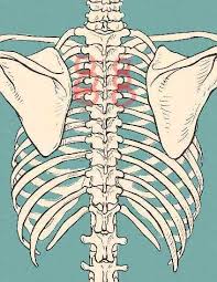 Rib fractures most commonly occur in the middle ribs, as a consequence of crushing injuries or direct trauma. Shortness Of Breath Caused By A Slipped Rib Fit For Life Wellness Rehab Centre