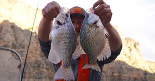 Ritchi tabarrini with an extra large crappie caught in wayne county. How To Catch Cook Crappies Meateater Fishing