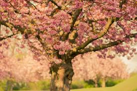 Find the perfect japan cherry blossom close up stock photo. Free Photo Cherry Blossom Tree In Close Up Photo Bloom Flowers Season Free Download Jooinn