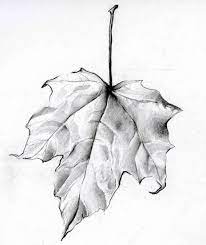 Collection by megzeyesonly • last updated 7 days ago. Leaf Drawing 1 Leaf Drawing Pencil Drawings Graphite Drawings