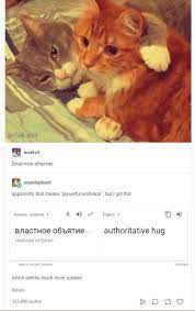 Cuddling In Russian Russian Cat Funny Animals Funny Cute
