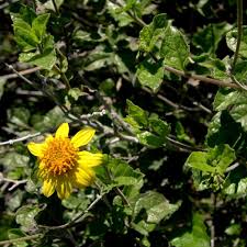 Image result for Vangueria proschii