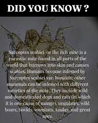 Image result for Sarcoptes scabiei