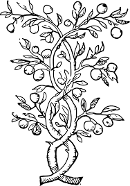 Olives coloring page from italy category. Twisted Olive Tree Coloring Pages 562x800 Png Clipart Download