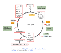 Where Does Photosynthesis Take Place Light Science Technologies