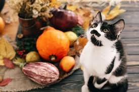 These pets thanksgiving poems are examples of thanksgiving poems about pets. Safety Tips For Your Pet For Thanksgiving Shallowford Animal Hospital