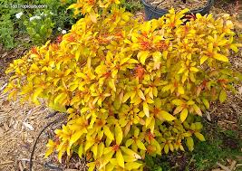 Image result for Hamelia patens