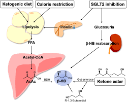 Can following a keto diet cause nafld? B Hydroxybutyrate And Its Metabolic Effects On Age Associated Pathology Experimental Molecular Medicine