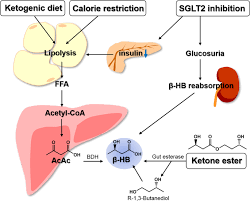If your primary goal for integrating the ketogenic diet into your life is weight loss, achieving light nutritional ketosis. B Hydroxybutyrate And Its Metabolic Effects On Age Associated Pathology Experimental Molecular Medicine