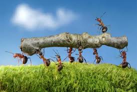 The key is to be willing to ask questions. Study Shows Some Worker Ants Don T Work At All Ants Pest Control Safe Pest Control