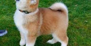 Shiba inu, a decentralized deflationary evolution to doge. Shiba Puppies For Sale Online Shopping Mall Find The Best Prices And Places To Buy