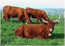 Generalidades De La Ganaderia Bovina Salers