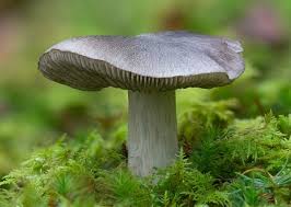 Image result for Trichodesma physaloides