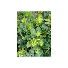 Robb Wolfsmilch Euphorbia Amygdaloides Var Robbiae In 2020 Wolfsmilch Stauden Pflanzen Pflanzen Kaufen
