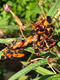 To search the diagnostic tool , use the search bar to the left, at the bottom of the navigation column. What Are These Bugs On My Milkweed Gardening Landscaping Stack Exchange