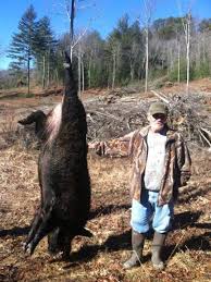Now that you know where to shoot hogs with a bow, you might be thinking that hunting them will be a whole lot easier. 707 Pound Slain Hog Highlights Spread Of Feral Swine