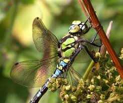 Black And Blue Widow Skimmer Dragonfly Dragonfly Southern Hawkers Aeshna Cyanea Near Silverdale Lancashire Species Science Nature