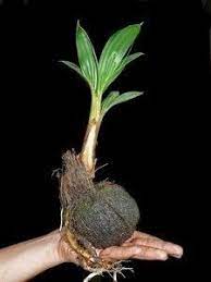 How To Grow Coconuts Grow Guides Plants Potted Trees Growing Tomatoes In Containers