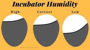 Dry Incubation Raise Your Hatch Rate By Not Adding Water Incubating Chicken Eggs Healthy Chicks Hatching Duck Eggs