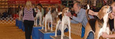 Maybe you would like to learn more about one of these? About Ukc Coonhounds United Kennel Club Ukc