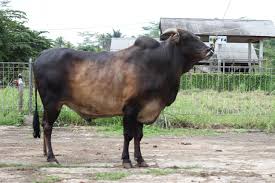 Sk kelompok ternak sapi doc. Kementan Dorong Pengembangan Ternak Lokal Sapi Pasundan