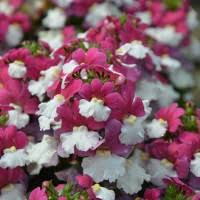 Image result for Nemesia lilacina