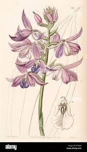 Image result for Calanthe sylvatica