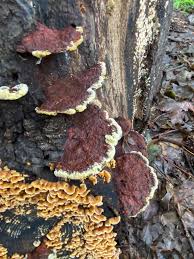Image result for Phellinus gilvus