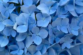 Try istock for even more selection. Blue Flowers Background Free Stock Photo Negativespace