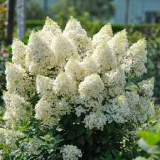 Image result for Gaertnera paniculata