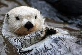Arctic Sea Otter Sea Otter Animal Symbolism Otters