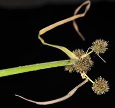 Image result for Cyperus difformis