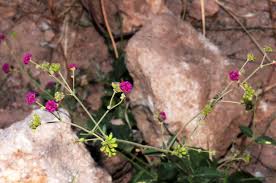 Image result for Boerhavia coccinea