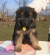 Dogs Adli Kullanicinin Alman Kurdu German Shephard Panosundaki Pin Almanca