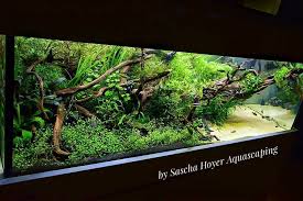 Aquariumtanksfreshwater Aquariumtanksideas Susswasseraquarium Aquarien Wasserpflanzen Aquarium