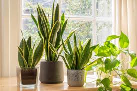 Snake Plant Care Guide: What to Know About This Easy Houseplant