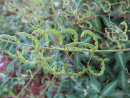 Image result for Desmodium uncinatum