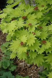 Exceptional fall foliage displays varying shades of gold to red. Golden Fullmoon Maple Acer Japonicum Aureum In Vancouver Victoria Burnaby Penticton Coquitlam British Columbia Bc At Gardenworks