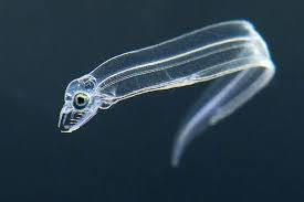 If you had asked me last week to name a single fact about eels, i would have come up short. Review Of Patrik Svensson The Book Of Eels The Worlds We Long For