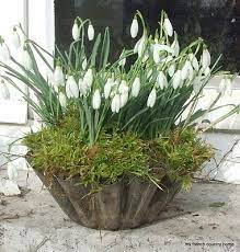 Pretty For A Spring Indoor Arrangement Spring Bulbs Plants White Gardens