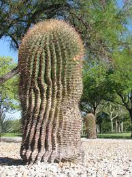 Check spelling or type a new query. Plants Chamizal National Memorial U S National Park Service