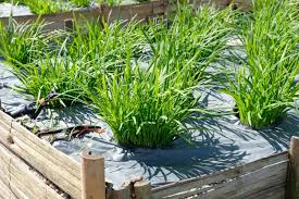 Although you should trim the chives at the base of the plants to encourage regrowth, the best flavor is found at the tips. How To Plant Grow And Harvest Chives