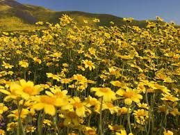 Maybe you would like to learn more about one of these? Santa Barbara Superbloom Guide The Santa Barbara Independent