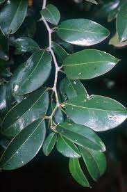 Image result for Dovyalis sp. A