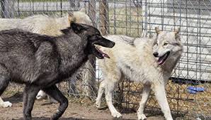 Since the event ended, the only way to obtain this item is by trading. Howling Woods Farm Providing Education About Wolves And Wolfdogs