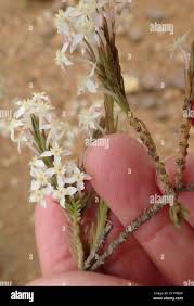 Image result for Struthiola