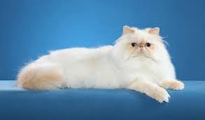 Be first in the know about all the latest in rspca news. Himalayan Cat Breed Information