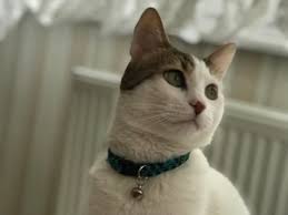 Kedi Ariyorum