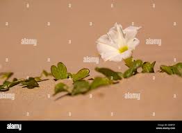 Image result for Ipomoea stolonifera