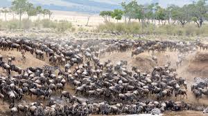 Kenya and tanzania are the ultimate bucket list items for travelers seeking the best safari experiences. Kenya Tanzania Safari A Safari From Kuoni Travel